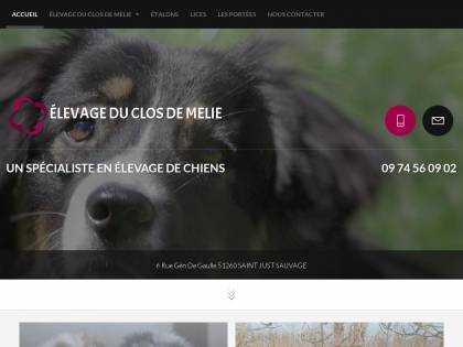 Elevage Du Clos De Mélie Elevage De Berger Australien