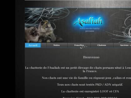 Chatterie Familial De L Asaliah Chat Persan A Lens