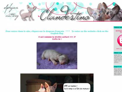 Elevage Clandestino Sphynx Clandestino élevage De Chat