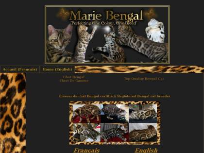 Chatterie Marie Bengal élevage De Chat Bengal Mariebengal