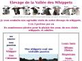 whippet-elevage.com