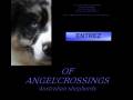Of Angel'Crossings