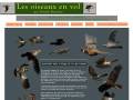 Les oiseaux en vol