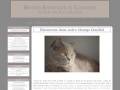 British Shorthair 41