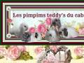 Les pimpims teddy's du cabanon Paris teddy's