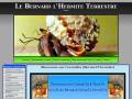 Le Bernard l'hermite terrestre
