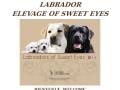 Elevage familial labradors of Sweet Eyes