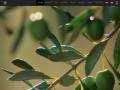 Huile d'olive Domaine Salvator